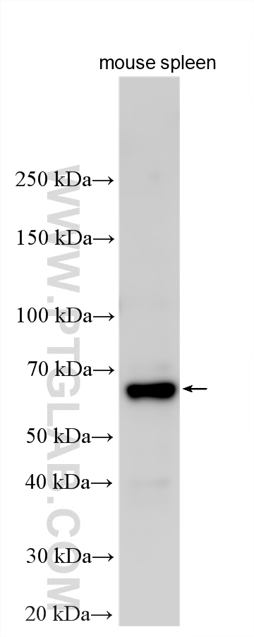 WB analysis using 28338-1-AP