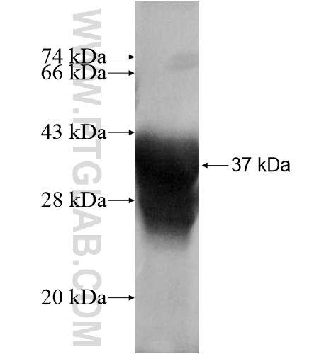 TP53AIP1 fusion protein Ag13578 SDS-PAGE