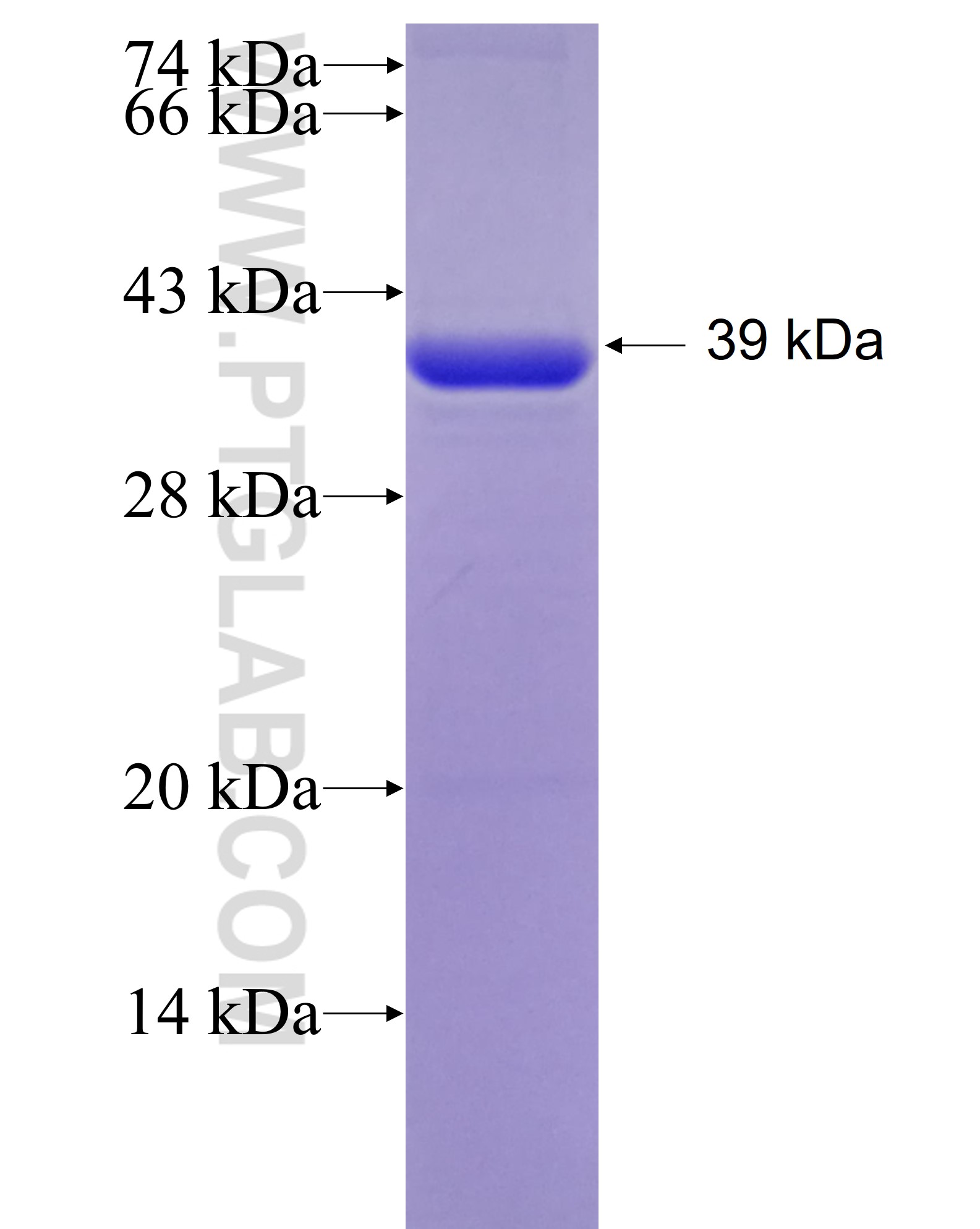 TP53BP2 fusion protein Ag25165 SDS-PAGE