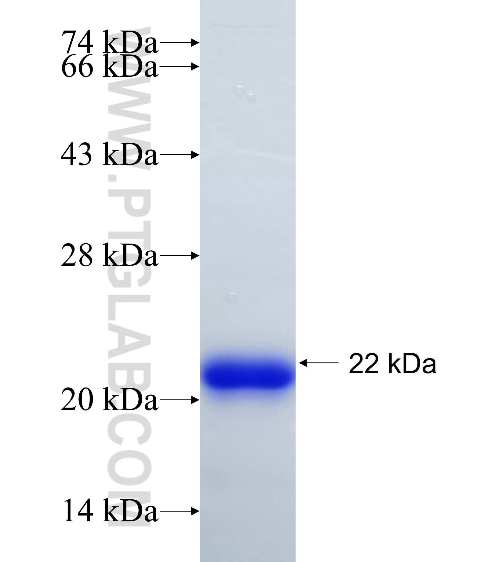 TP53I13 fusion protein Ag33397 SDS-PAGE TP53I13 fusion protein Ag33397 SDS-PAGE