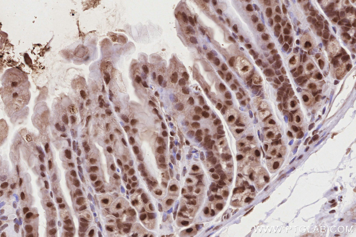 IHC staining of mouse stomach using 26818-1-AP