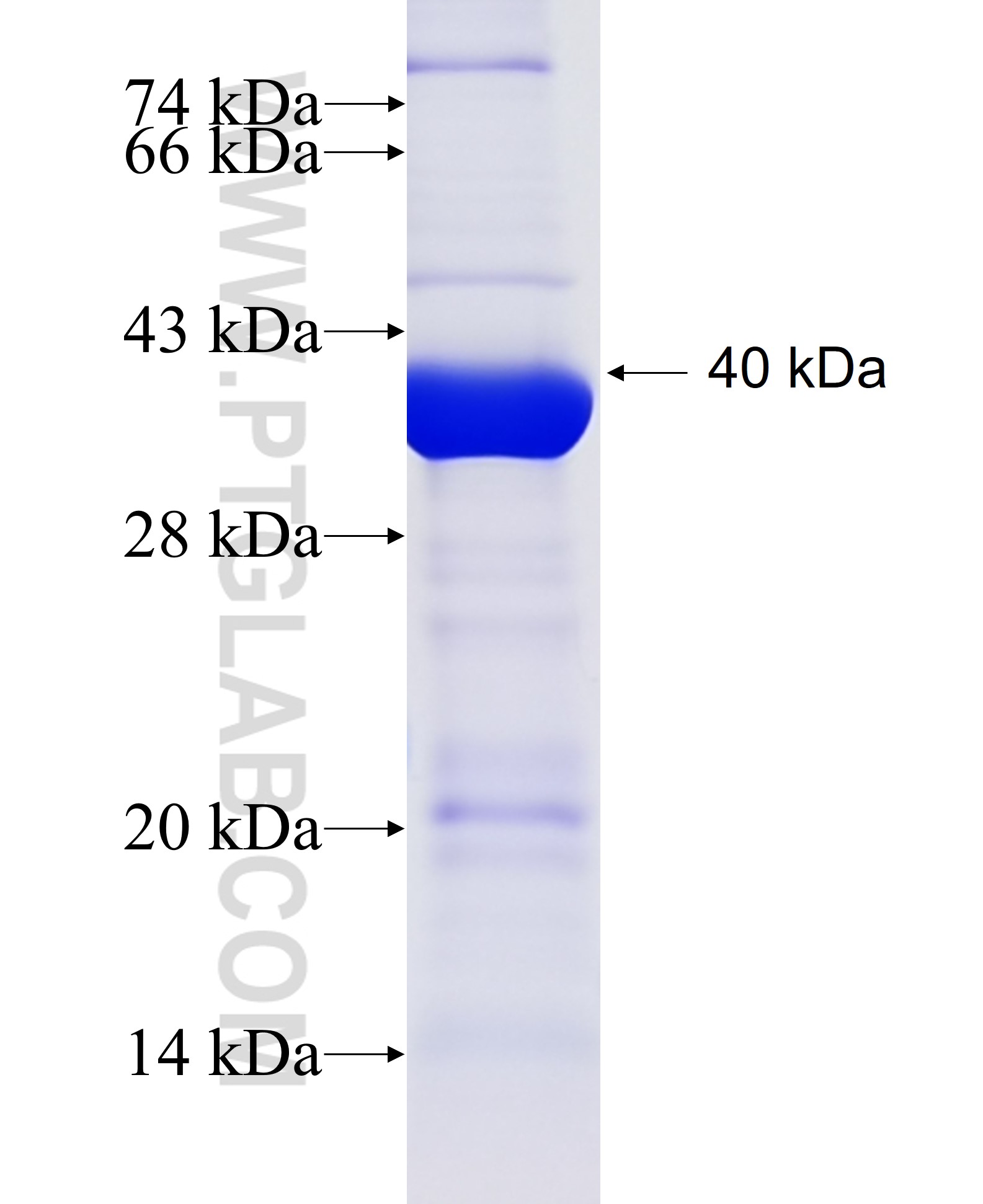 TP53TG5 fusion protein Ag23918 SDS-PAGE