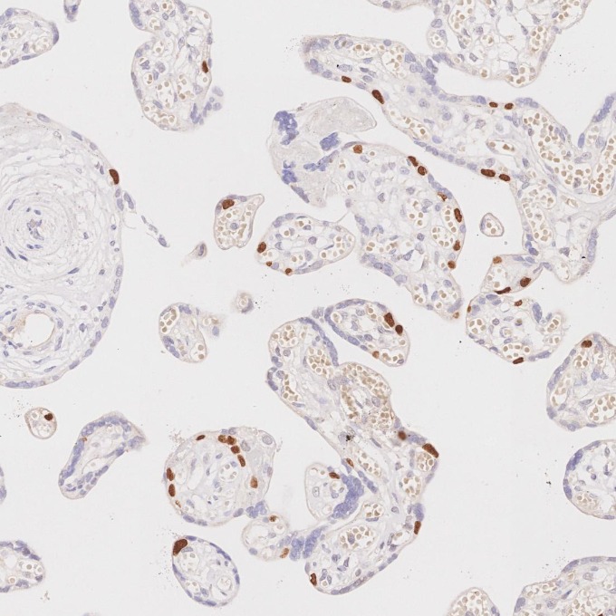 IHC staining of human placenta using 86154-1-RR IHC staining of human placenta using 86154-1-RR