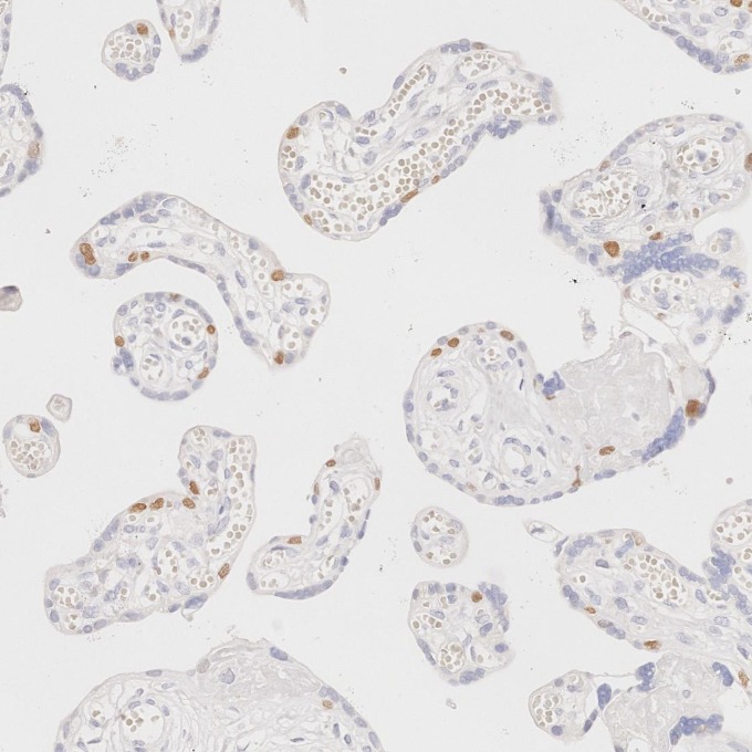 IHC staining of human placenta using 86154-1-RR IHC staining of human placenta using 86154-1-RR