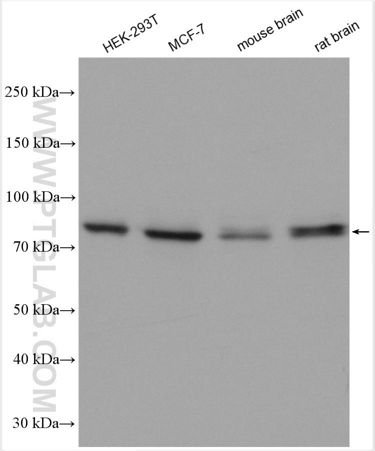 WB analysis using 29394-1-AP