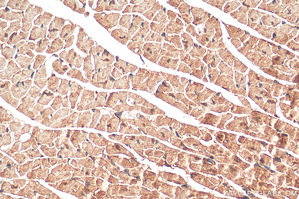 IHC staining of mouse heart using 23758-1-AP (same clone as 23758-1-PBS)