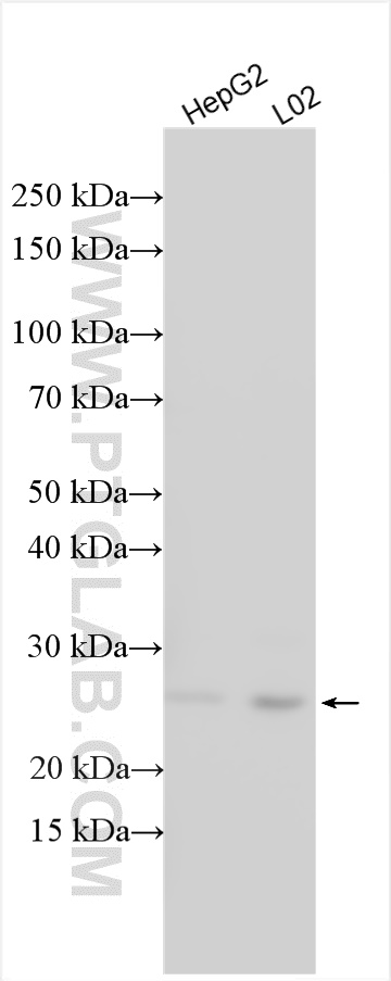 TPD52
