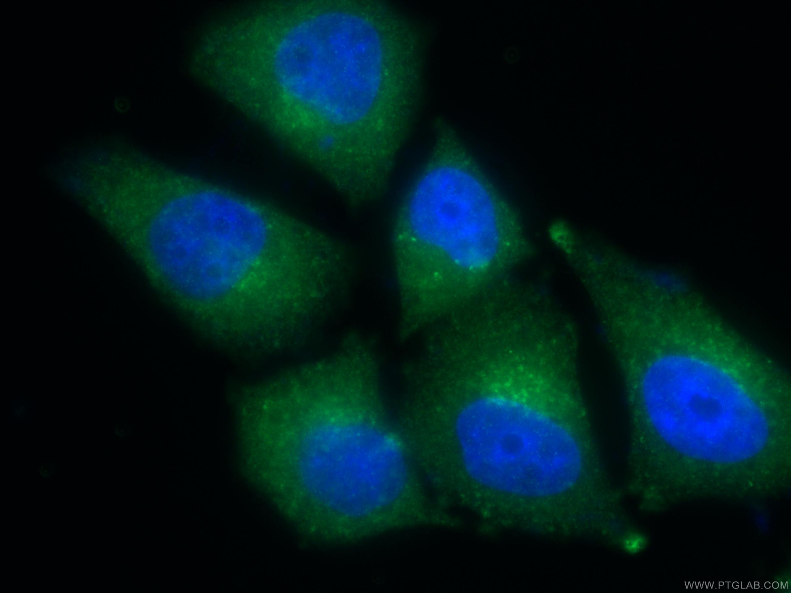 IF Staining of HepG2 using 11795-1-AP