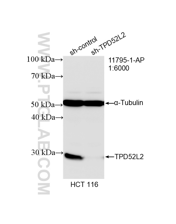 WB analysis of HCT 116 using 11795-1-AP