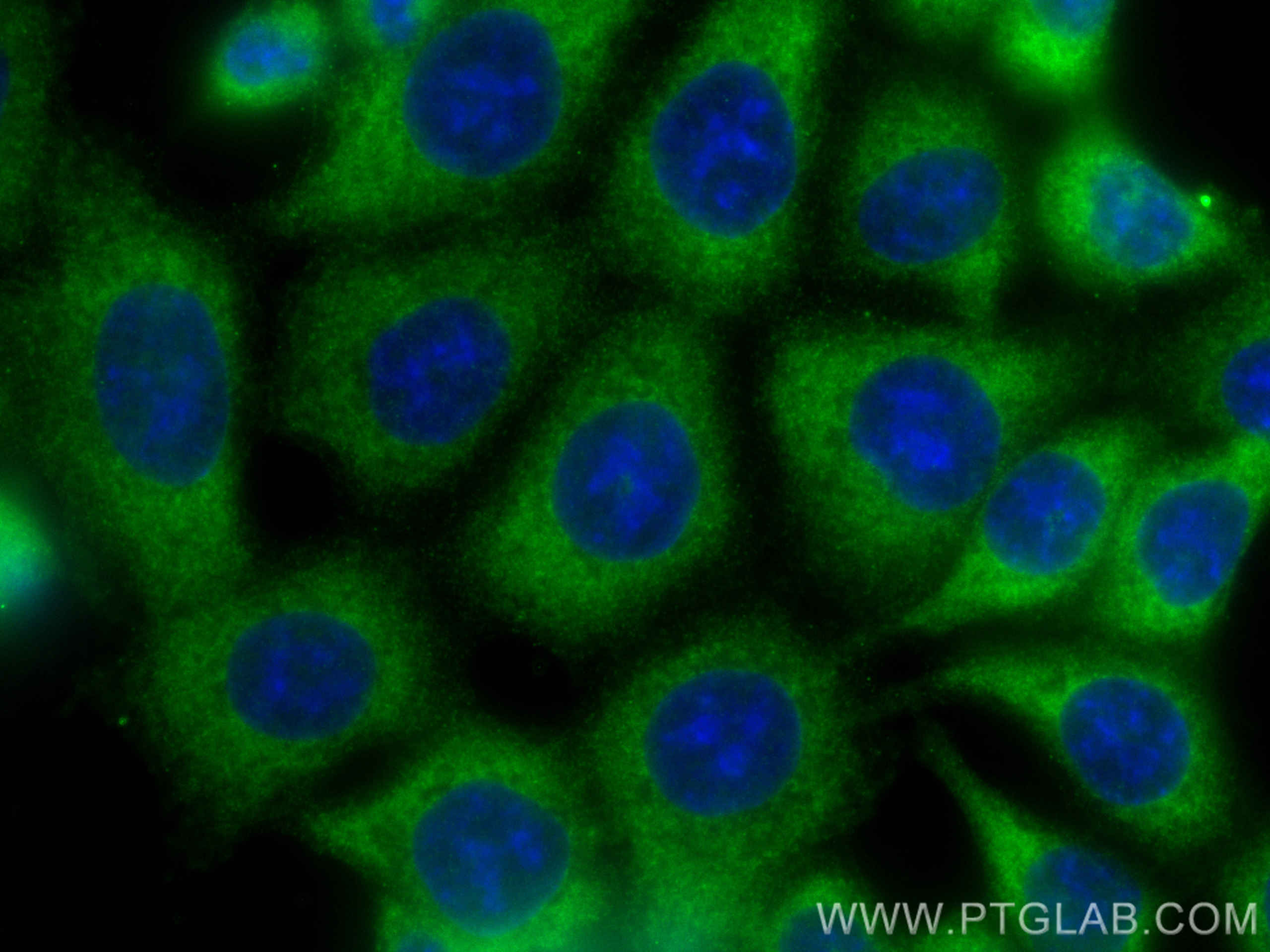 IF Staining of HCT 116 using 68077-1-Ig