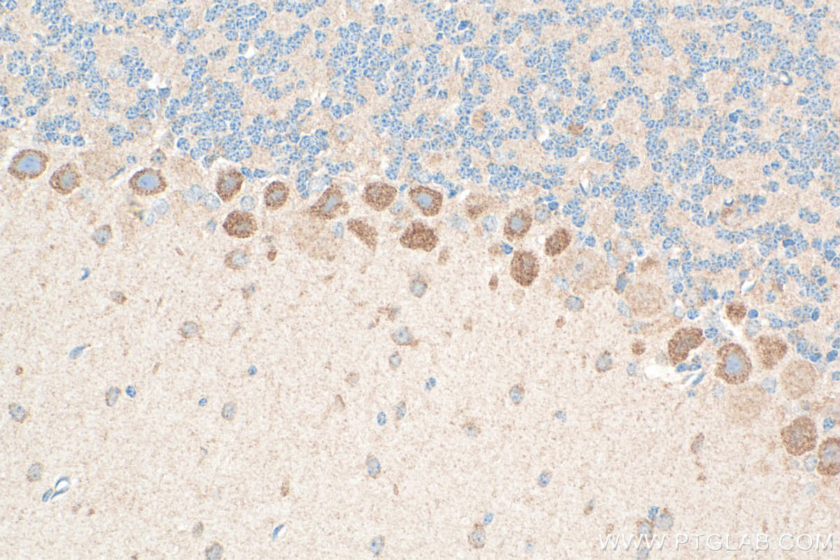 IHC staining of mouse cerebellum using 29904-1-AP