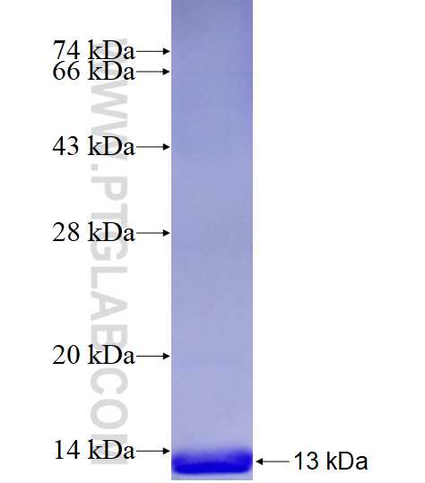 TPH1 fusion protein Ag16058 SDS-PAGE