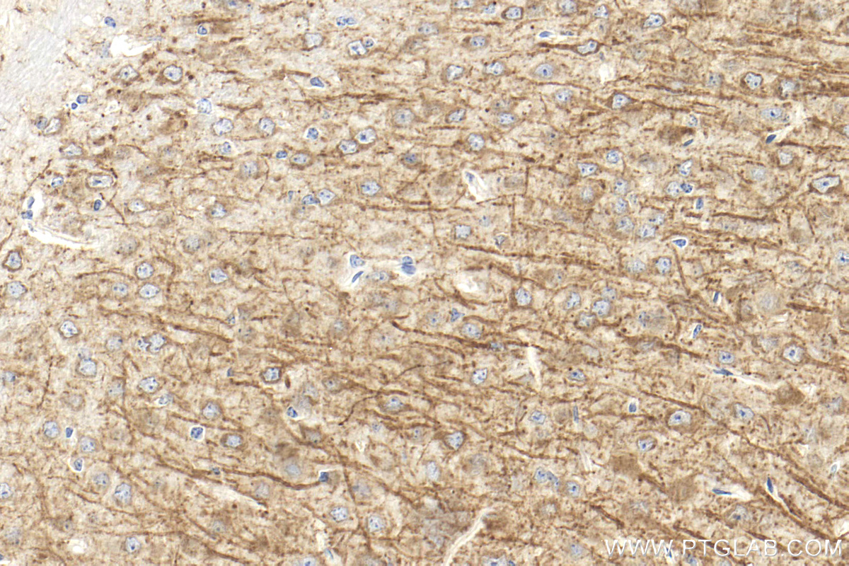 IHC staining of mouse brain using 29283-1-AP
