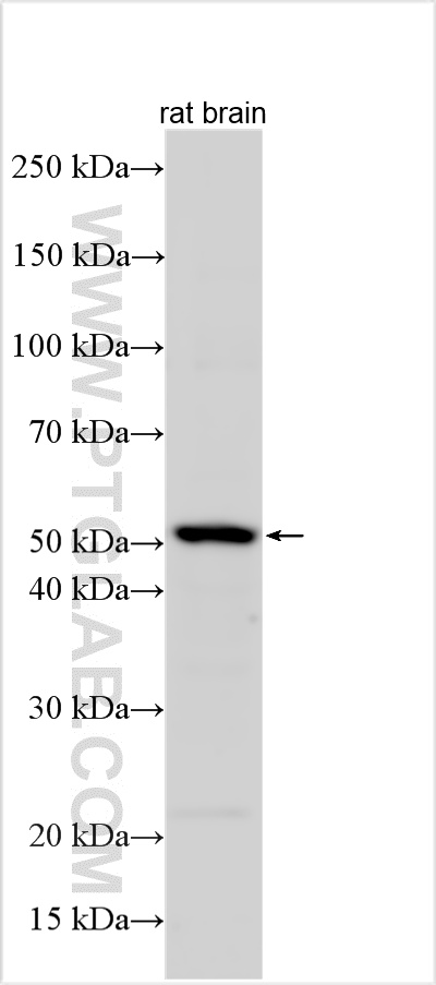 WB analysis using 29283-1-AP