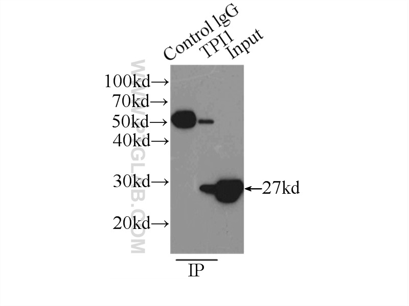 IP experiment of HEK-293 using 10713-1-AP