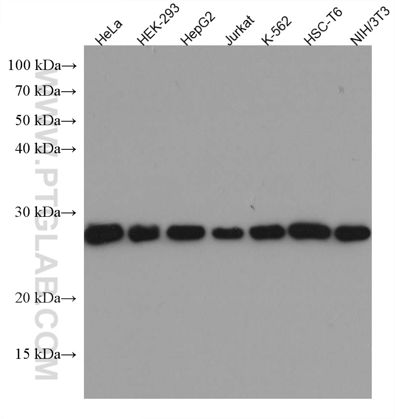 WB analysis using 67515-1-Ig