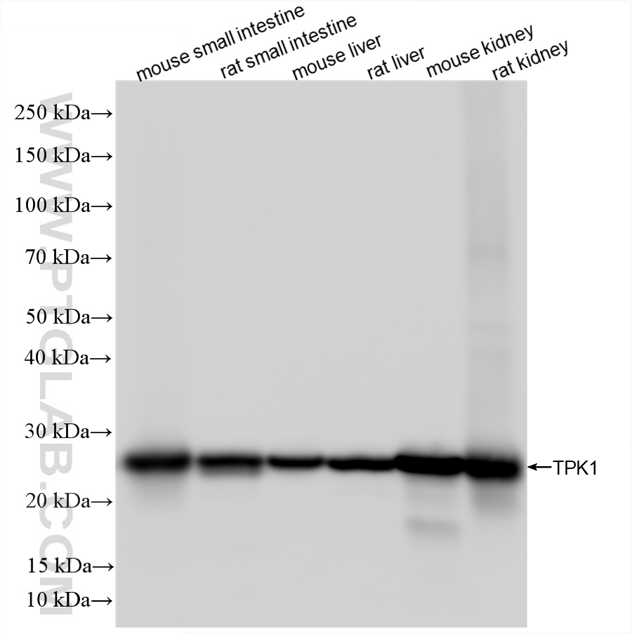 WB analysis using 86878-1-RR (same clone as 86878-1-PBS)