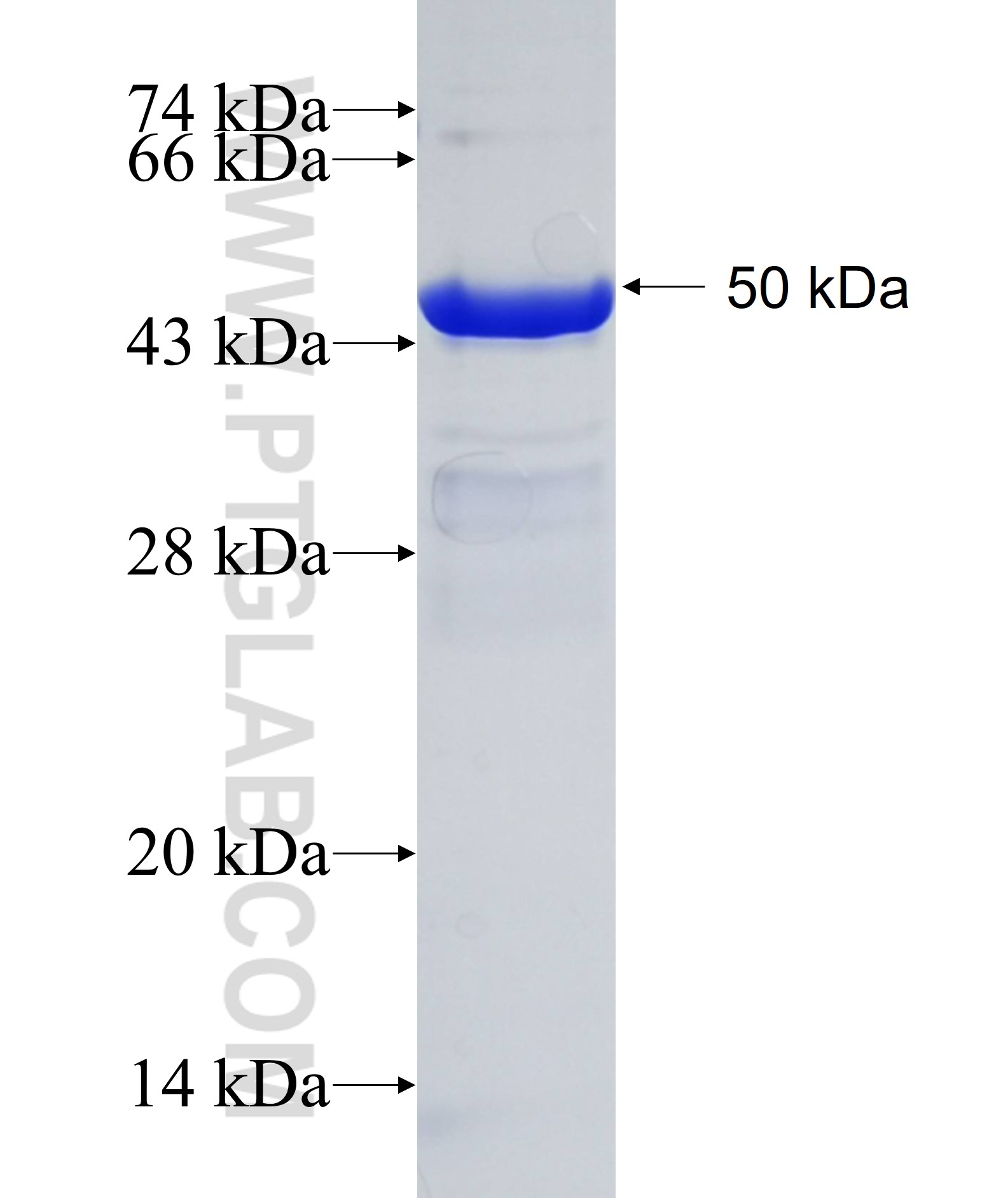 TPK1 fusion protein Ag1404 SDS-PAGE