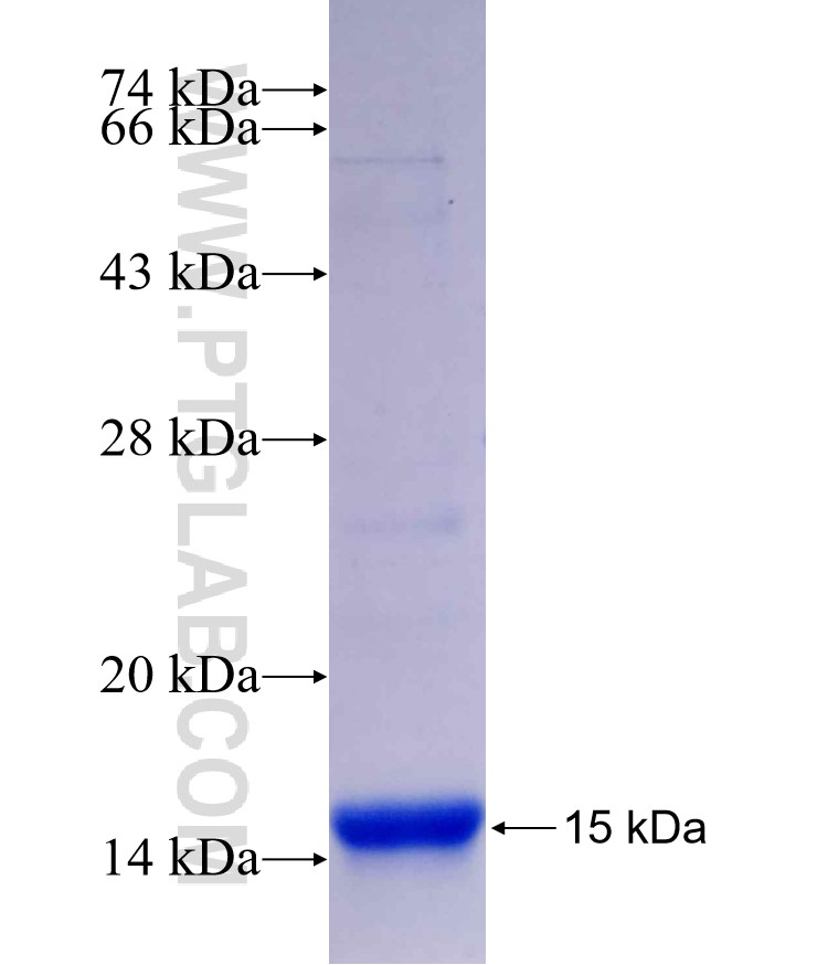 TPM1 fusion protein Ag29546 SDS-PAGE
