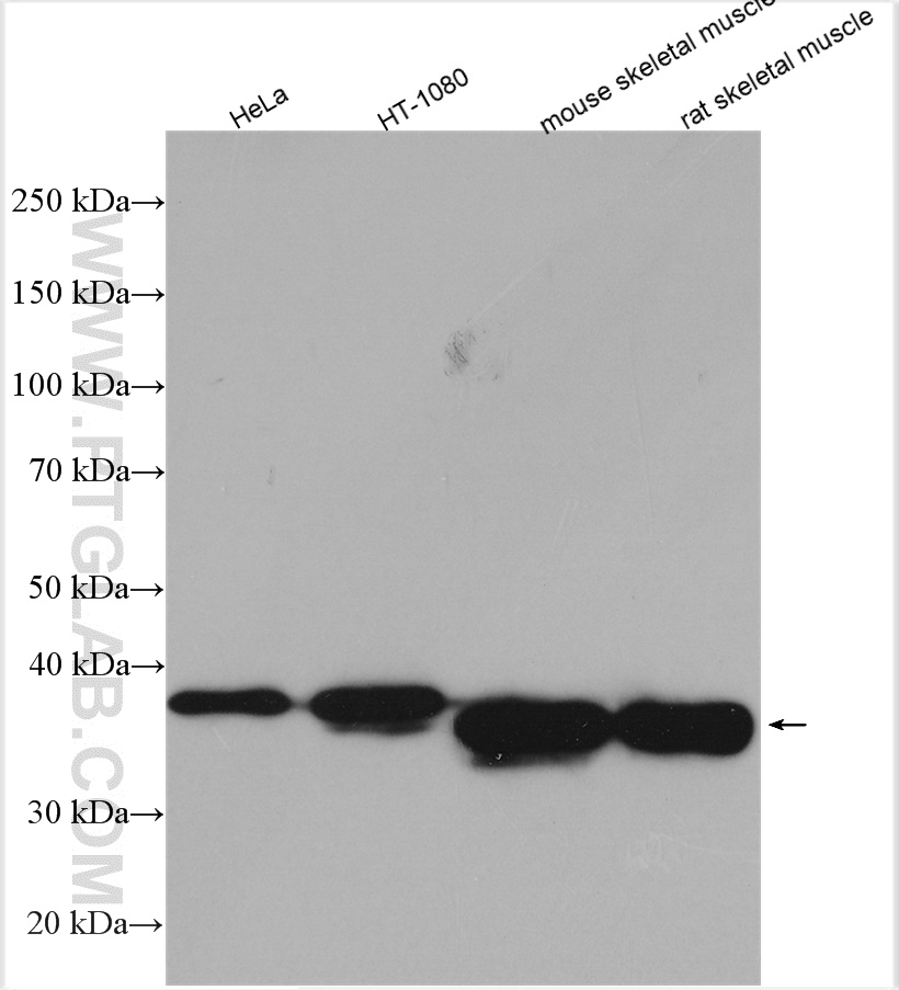 WB analysis using 11038-1-AP
