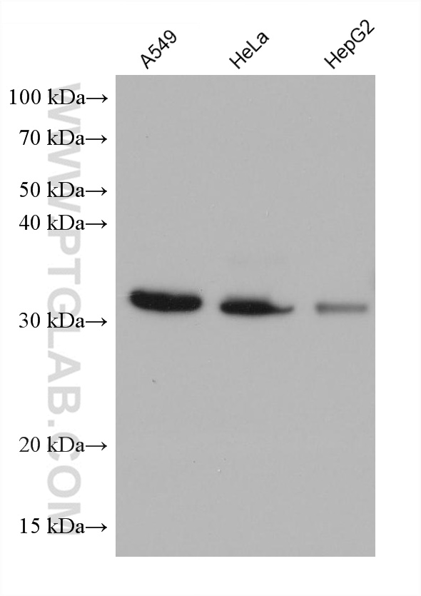 WB analysis using 67244-1-Ig