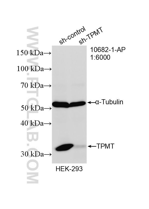 WB analysis of HEK-293 using 10682-1-AP