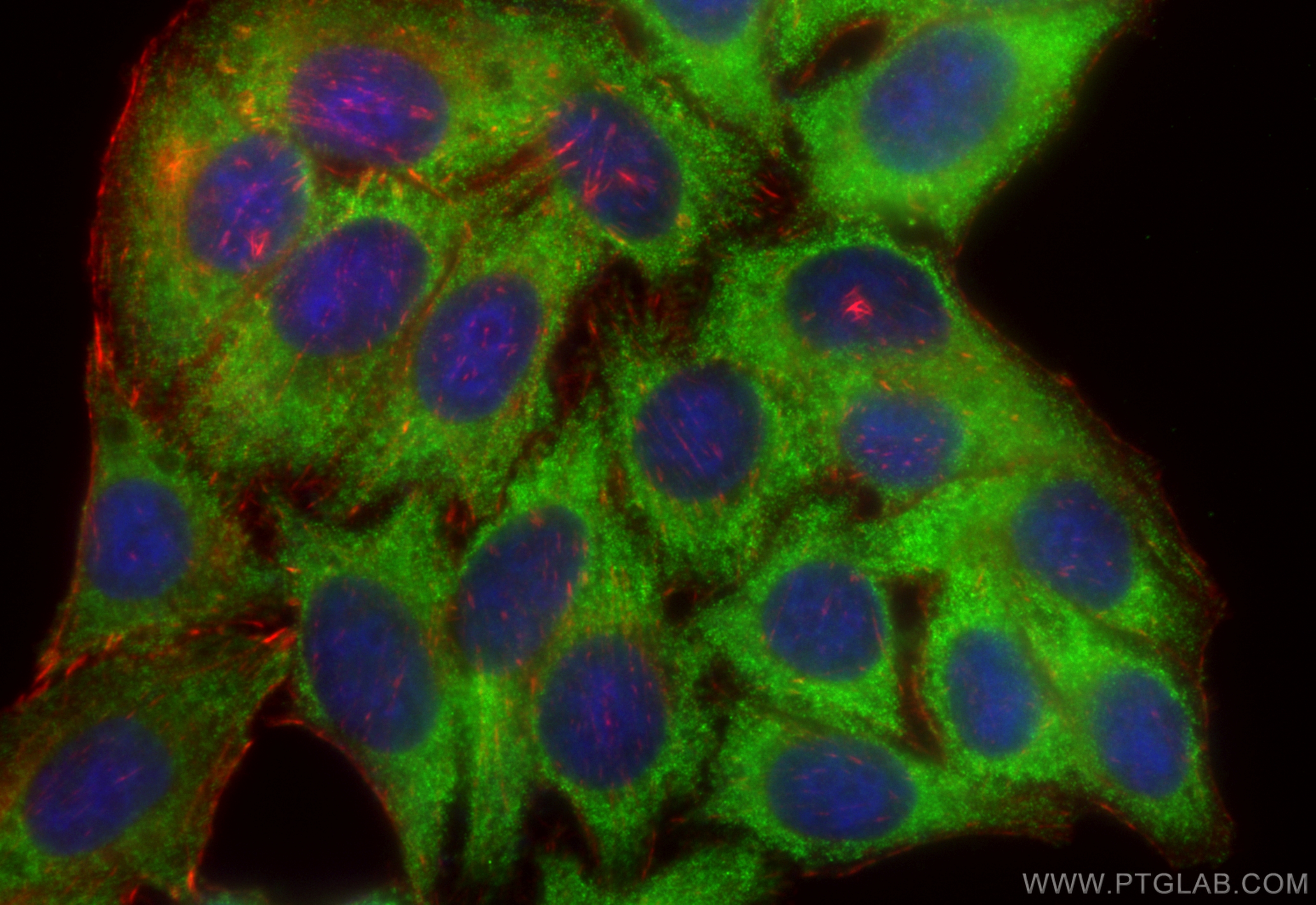 IF Staining of HepG2 using CL488-68251