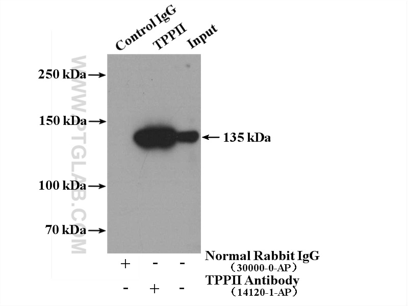 IP experiment of Jurkat using 14120-1-AP