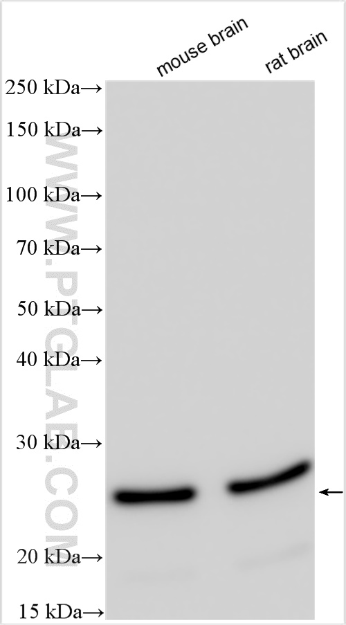 WB analysis using 25040-1-AP