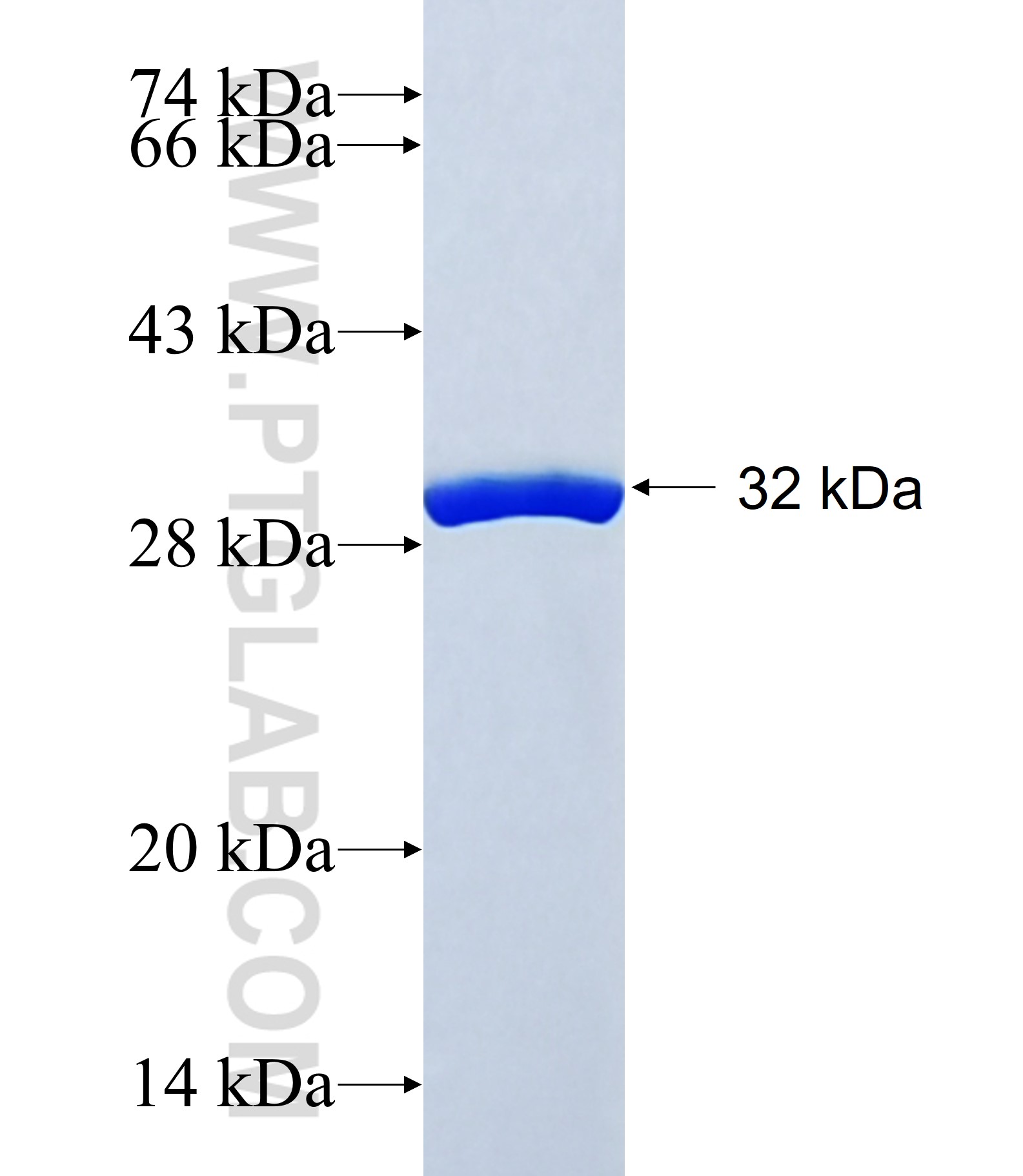 TPPP3 fusion protein Ag40389 SDS-PAGE TPPP3 fusion protein Ag40389 SDS-PAGE
