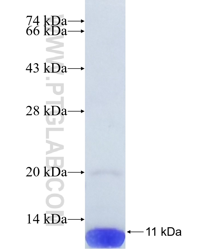 TPPP3 fusion protein Ag40404 SDS-PAGE TPPP3 fusion protein Ag40404 SDS-PAGE