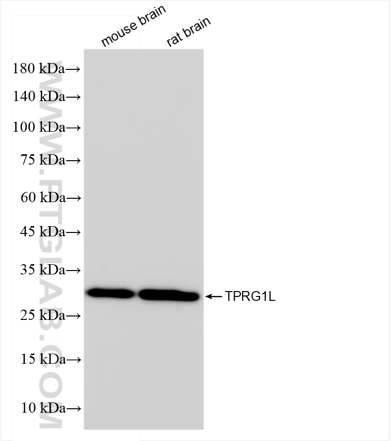 WB analysis using 83989-3-RR