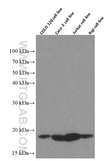 WB analysis using 66402-1-Ig