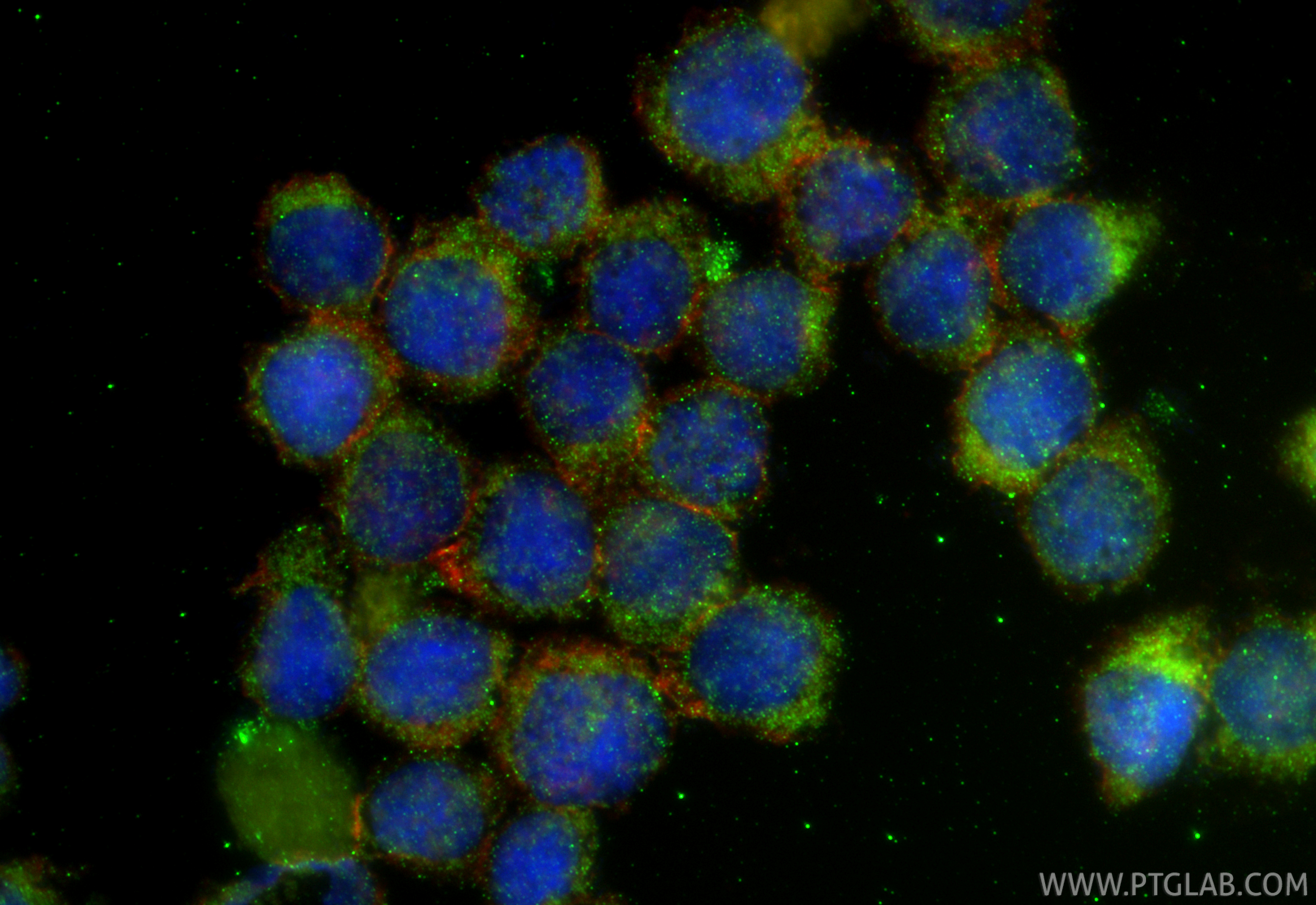 IF Staining of U-937 using 15332-1-AP