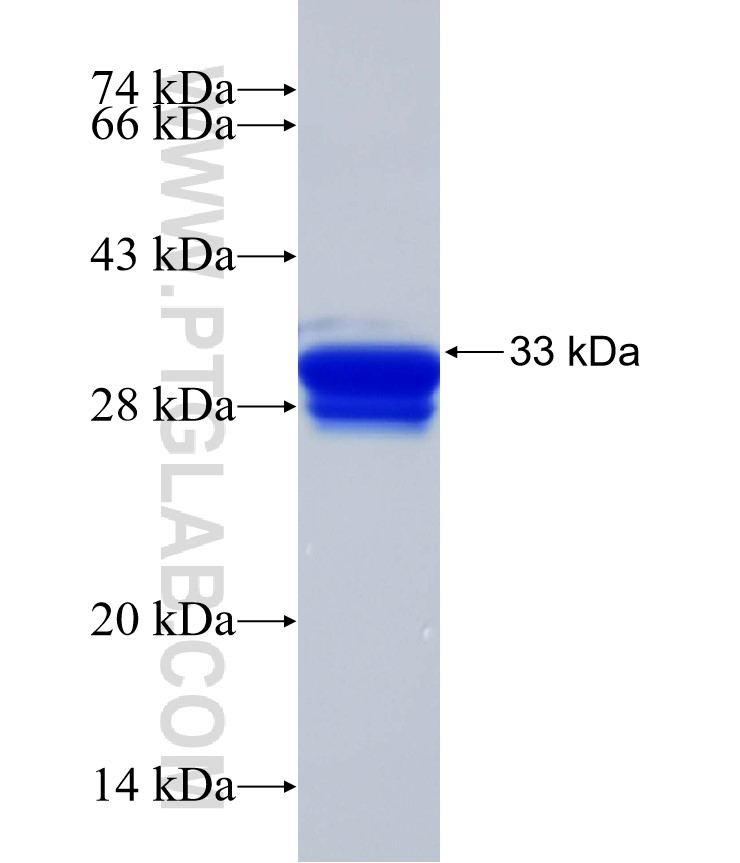 TPST2 fusion protein Ag32362 SDS-PAGE