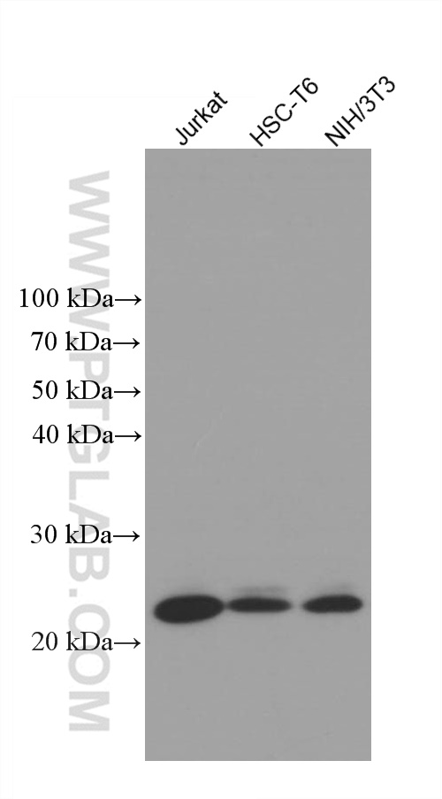 WB analysis using 66713-1-Ig