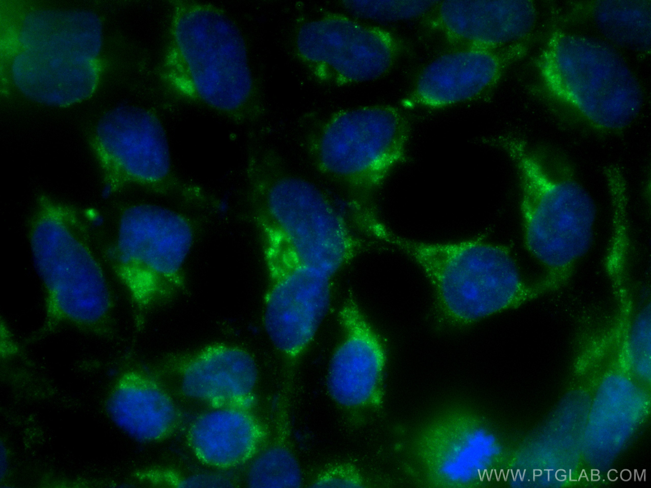 IF Staining of HEK-293 using CL488-66713