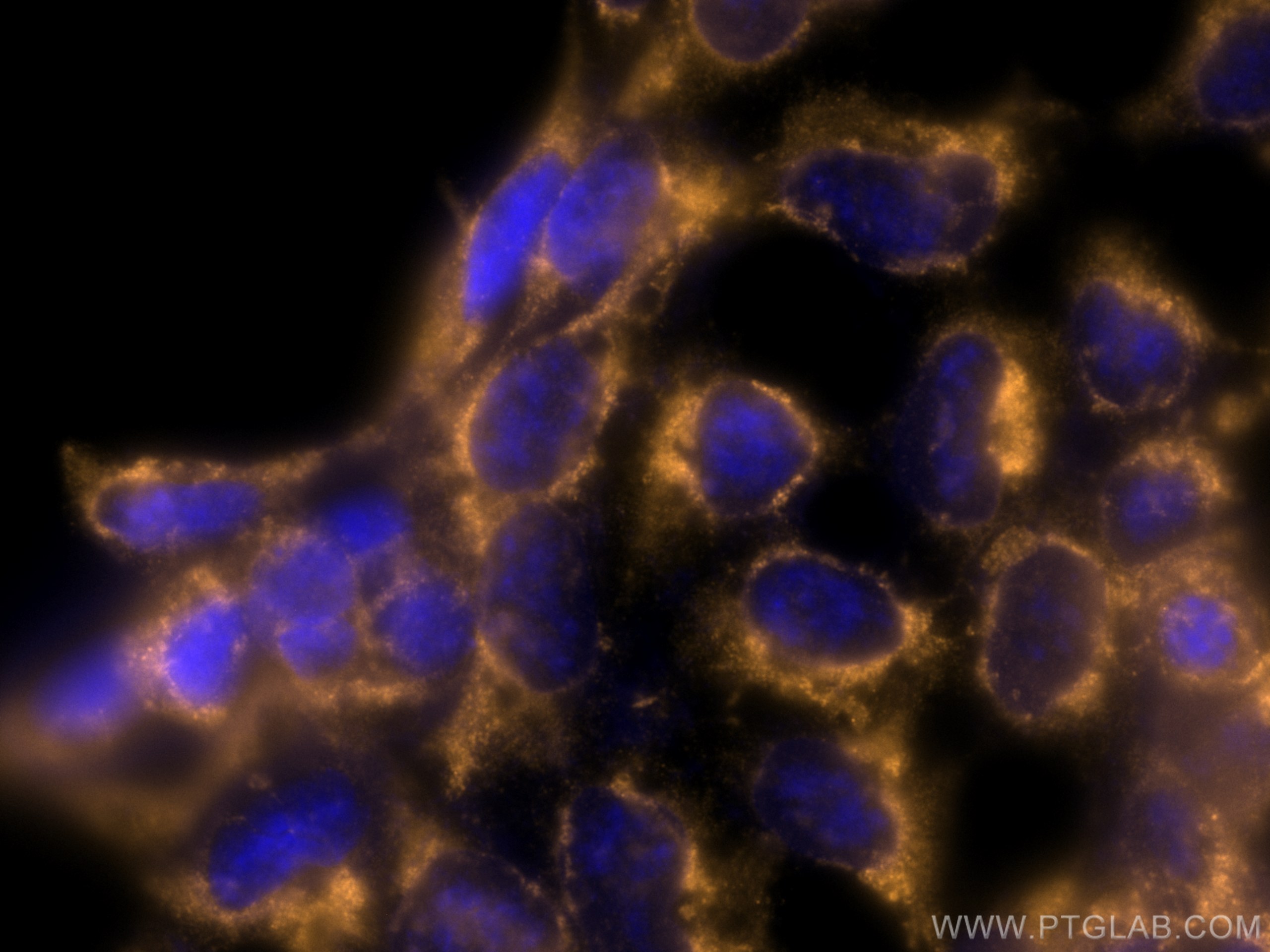 IF Staining of HEK-293 using CL555-66713