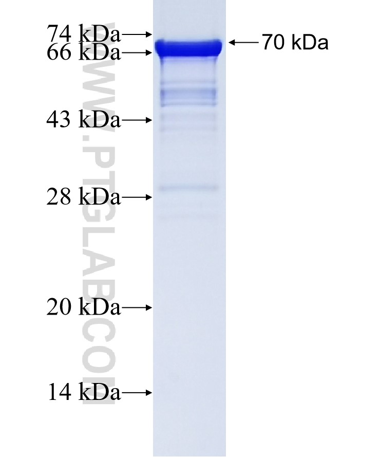 TPX2 fusion protein Ag2334 SDS-PAGE