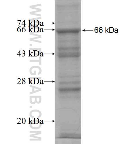 TRA- fusion protein Ag2523 SDS-PAGE TRA- fusion protein Ag2523 SDS-PAGE