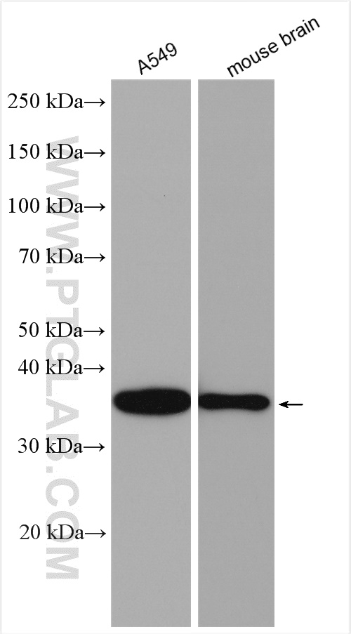 WB analysis using 30016-1-AP