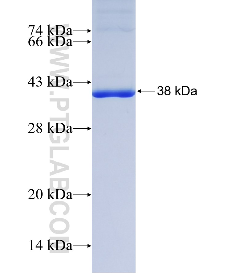 TRADD fusion protein Ag7768 SDS-PAGE
