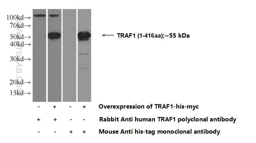 TRAF1 Polyclonal antibody