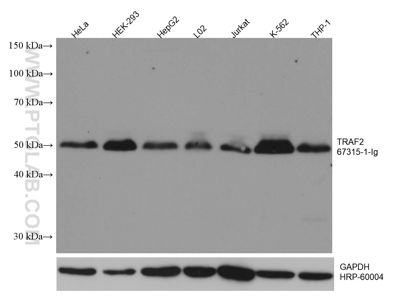 WB analysis using 67315-1-Ig