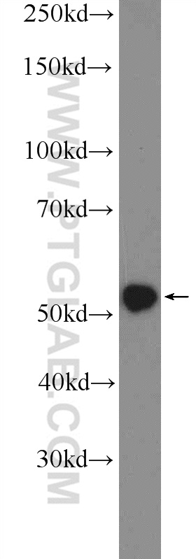 TRAF3 Polyclonal antibody