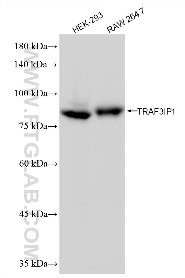 WB analysis using 87599-1-RR