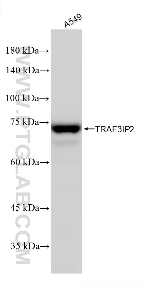 WB analysis of A549 using 87596-1-RR (same clone as 87596-1-PBS)