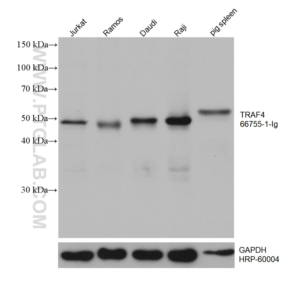 WB analysis using 66755-1-Ig