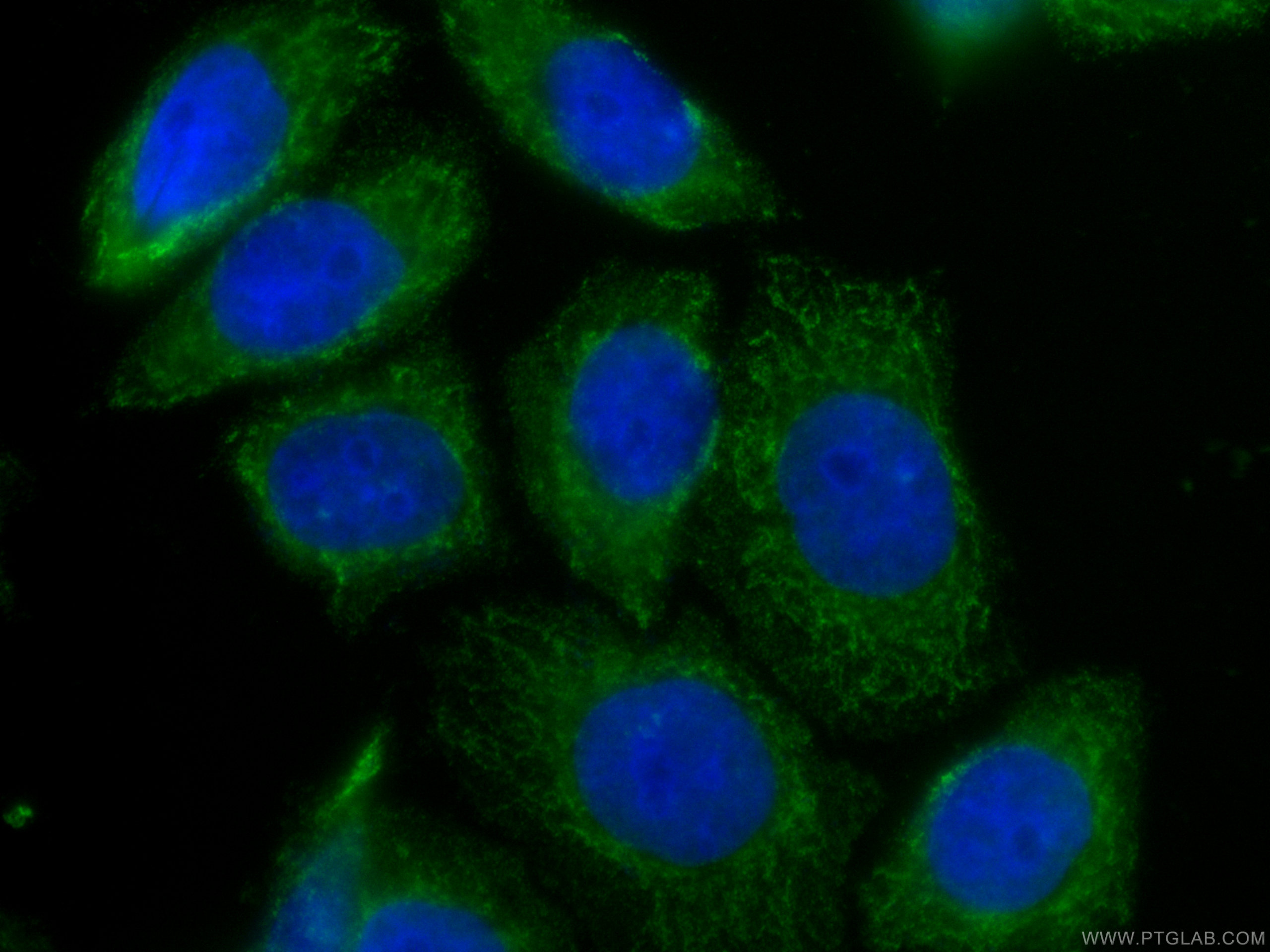 IF Staining of HeLa using CL488-66755