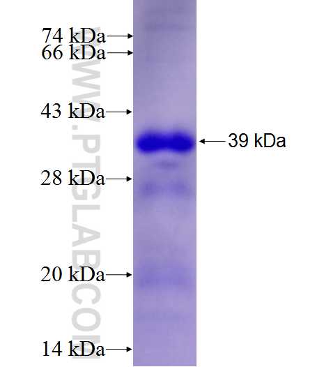 TRAF4 fusion protein Ag27221 SDS-PAGE